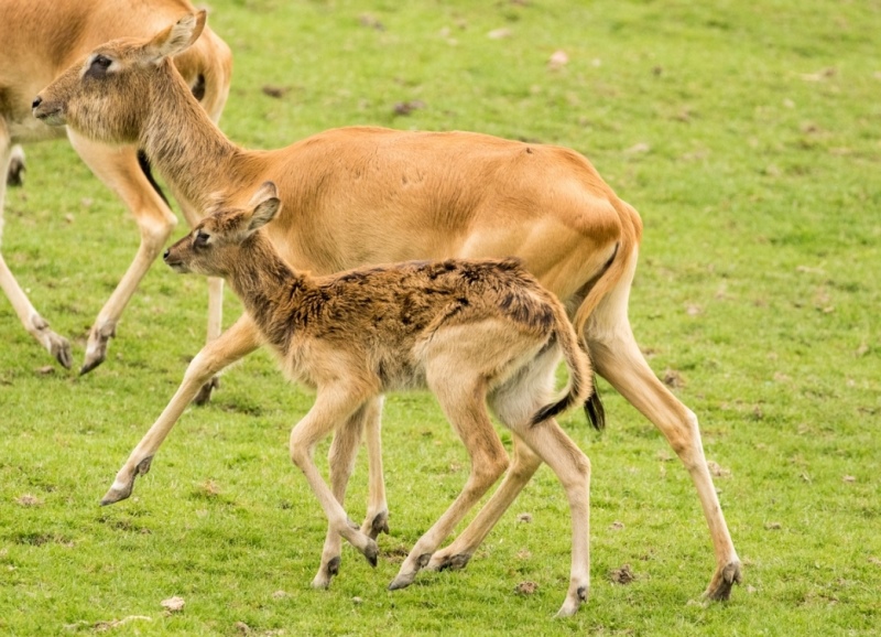Během safari vyjížďky uvidí návštěvníci i vodušky abok s mláďaty. Foto: Pavel Vlček